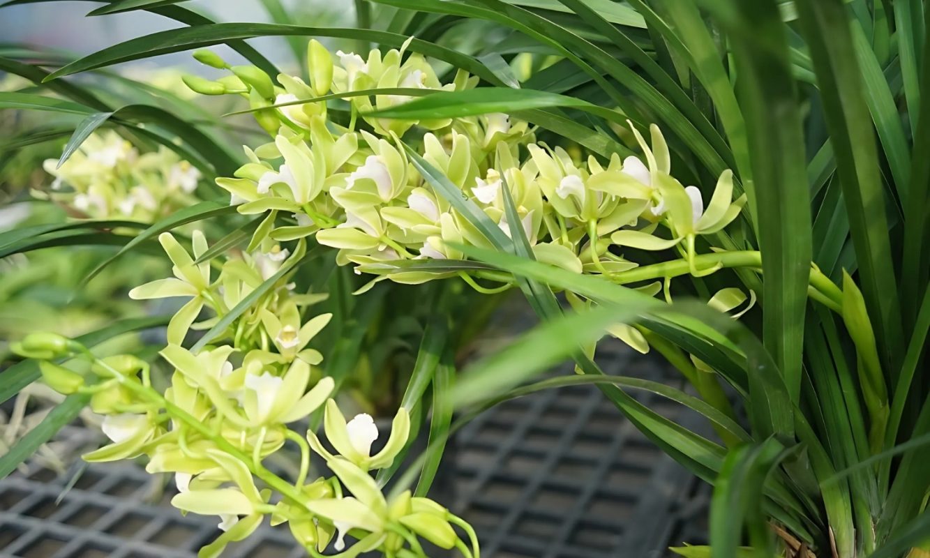 Hội thảo đánh giá quá trình thực hiện phân hữu cơ cho lúa vụ Xuân