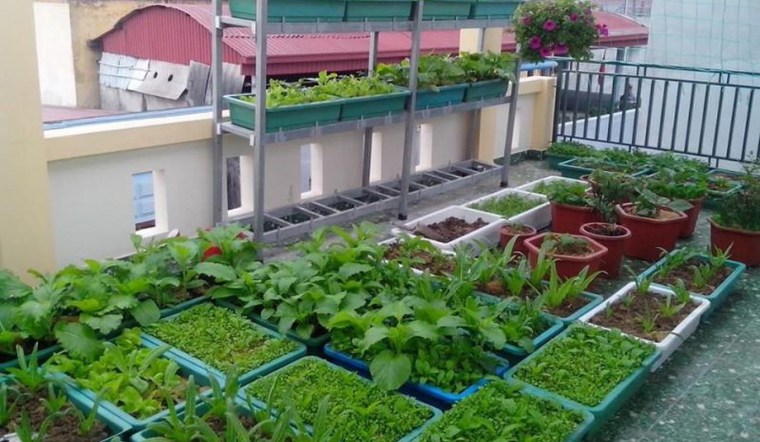 Cách bón phân cho rau sạch đơn giản, hiệu quả tại nhà