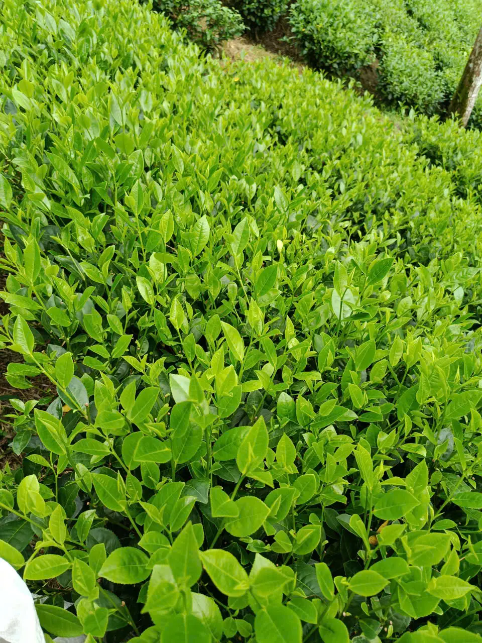 Giới thiệu